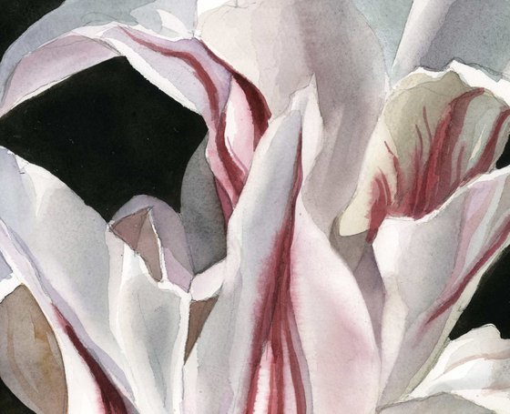 red and white tulip watercolor