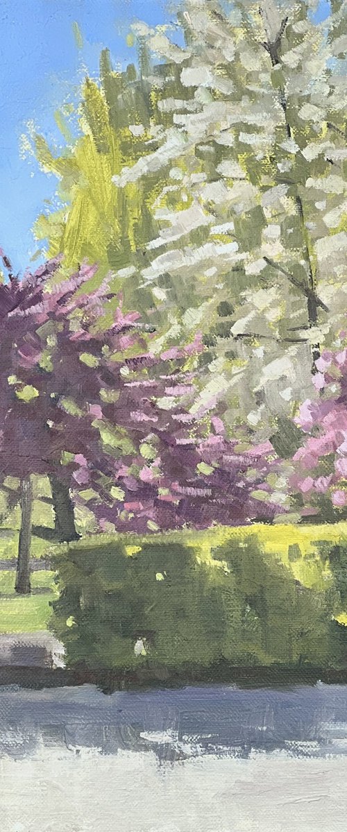 Battersea Park blossom by Louise Gillard