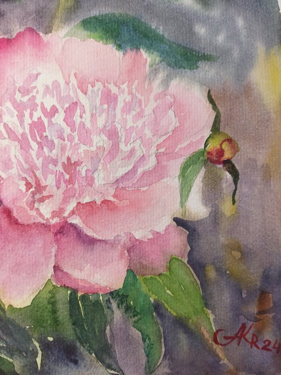 Pink Peonies in the Garden