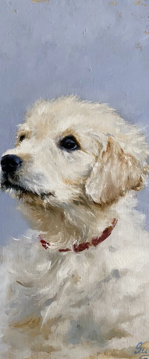 Golden retriever puppy by Elvira Sultanova