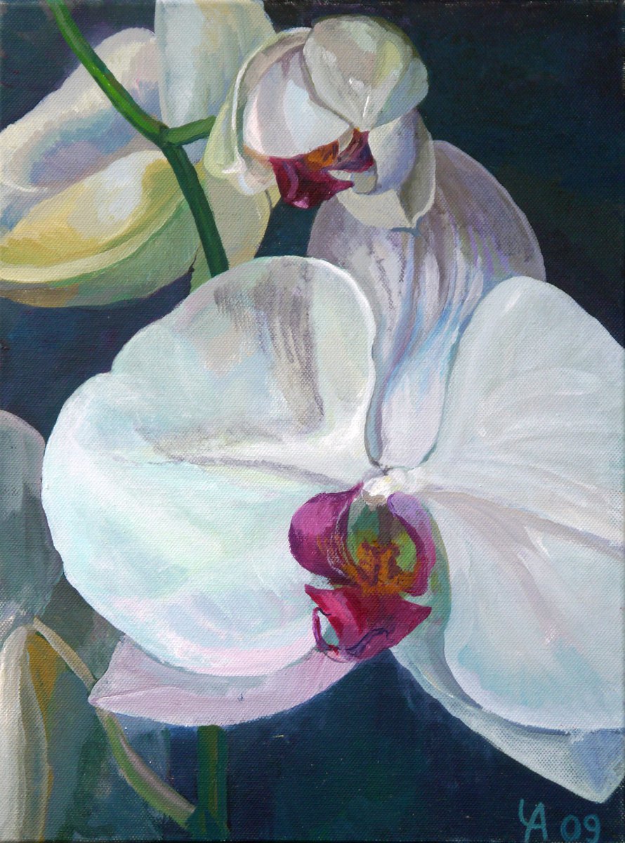 Acrylic Painting , White Bloom I - Orchid By Anastasia Chernysheva, 12 X 16, Artwork For Sale On Artfinder