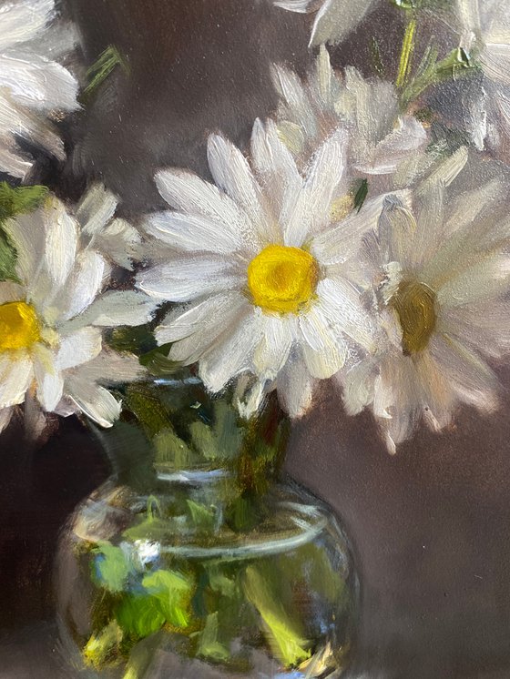 Daises. Floral Still Life