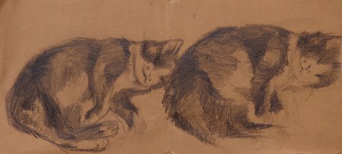 Double Sleepy Cat, life drawing 33x15 cm by Frederic Belaubre