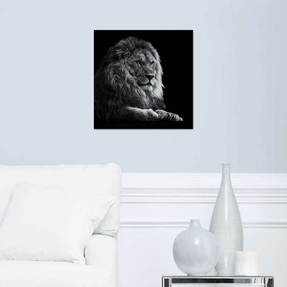 Lion relaxing