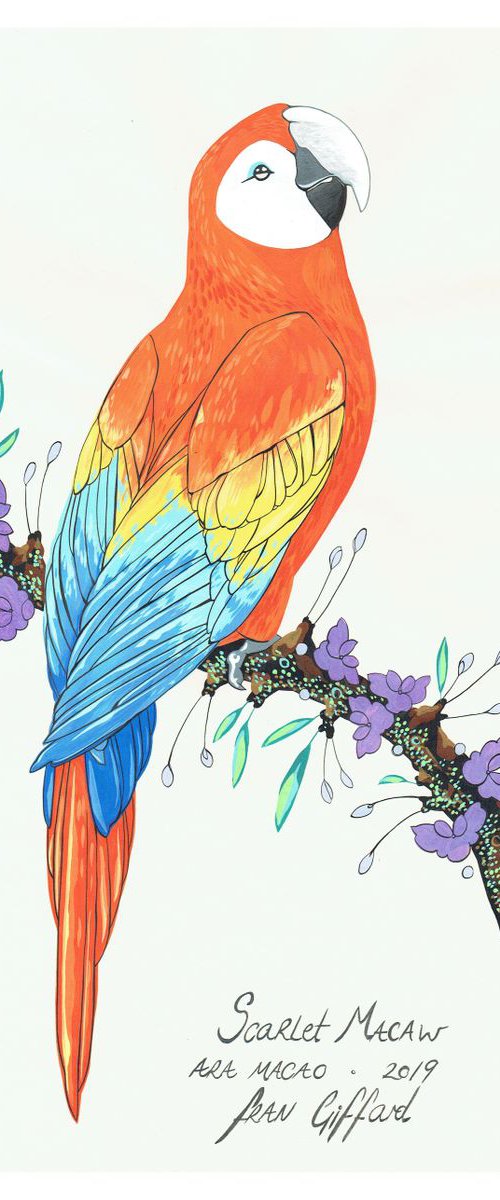 After Audubon . Scarlet Macaw by Fran Giffard