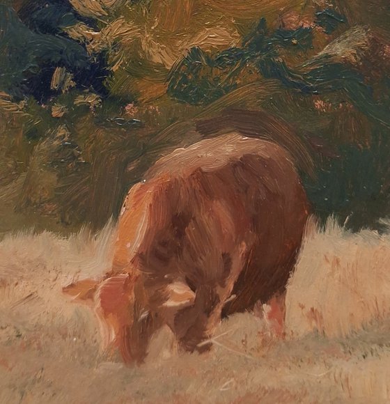 Cow Grazing In Meadow