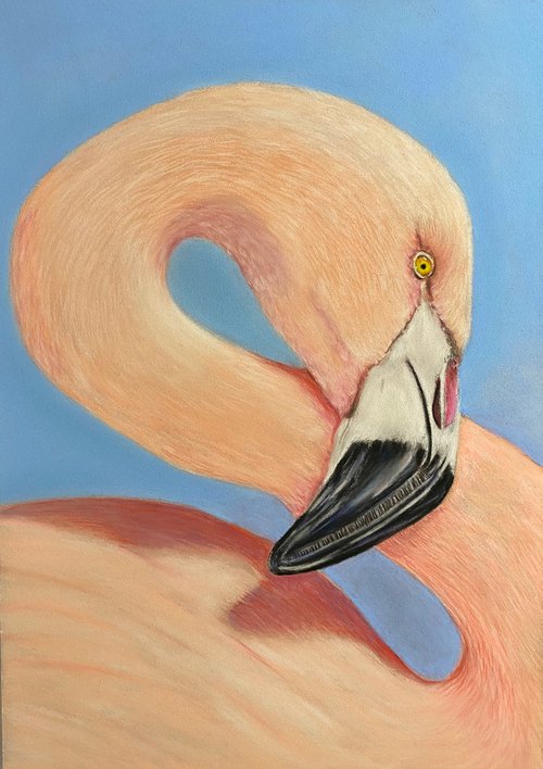 Flamingo by Maxine Taylor