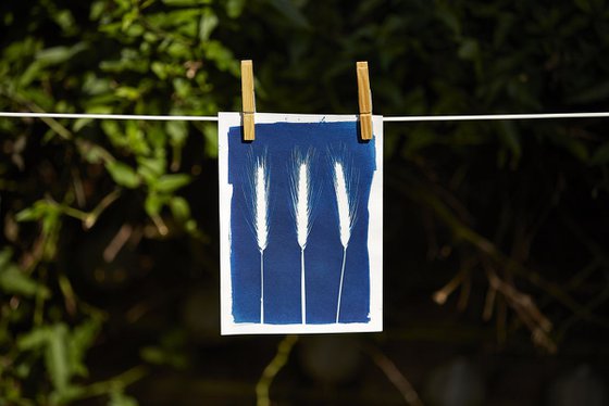 3 Grasses, cyanotype