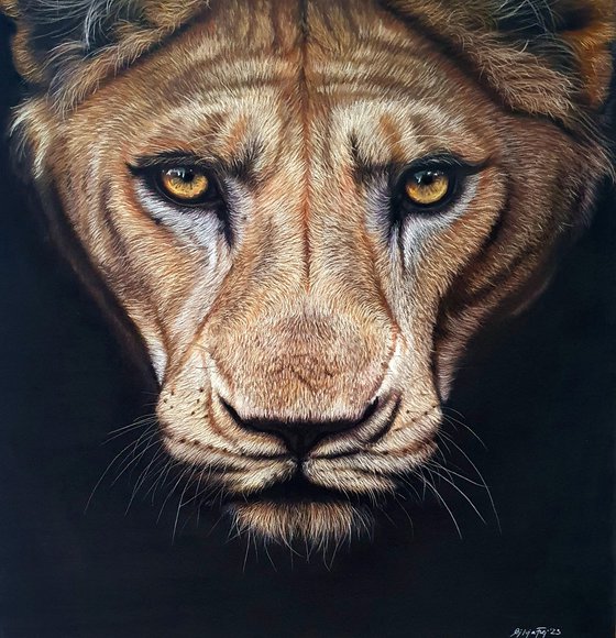 'Huntress' lioness pastel painting