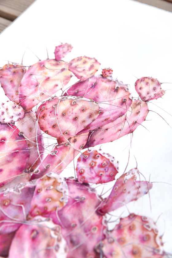 Pink opuntia cactus