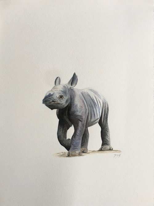 Baby rhino by Amelia Taylor
