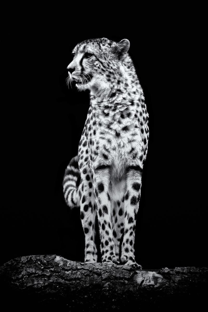 Photorealistic Photograph , Beautiful Chetah Staring On A Branch By Paul Nash, 16 X 24, Artwork For Sale On Artfinder