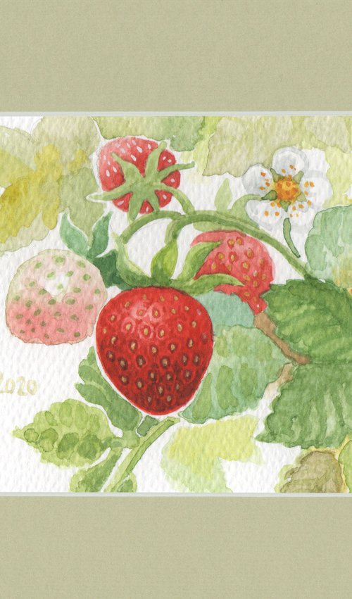 Spring is coming - Strawberries by Jolanta Czarnecka