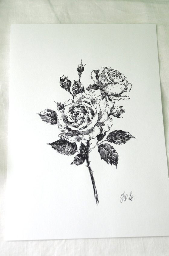 Novalis roses