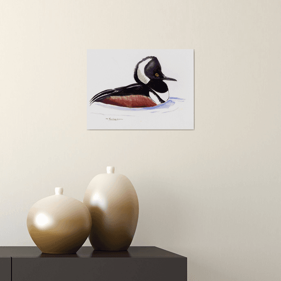 Hooded Merganser Duck