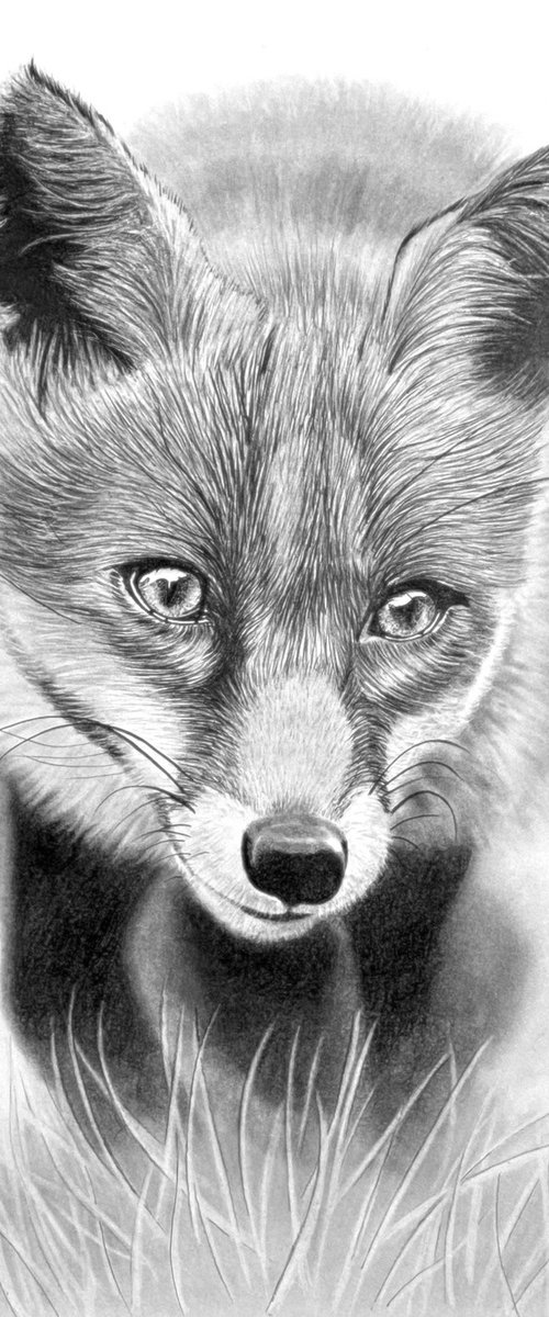 Foxy by Paul Stowe