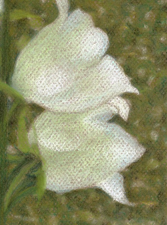 WHITE BLOSSOM