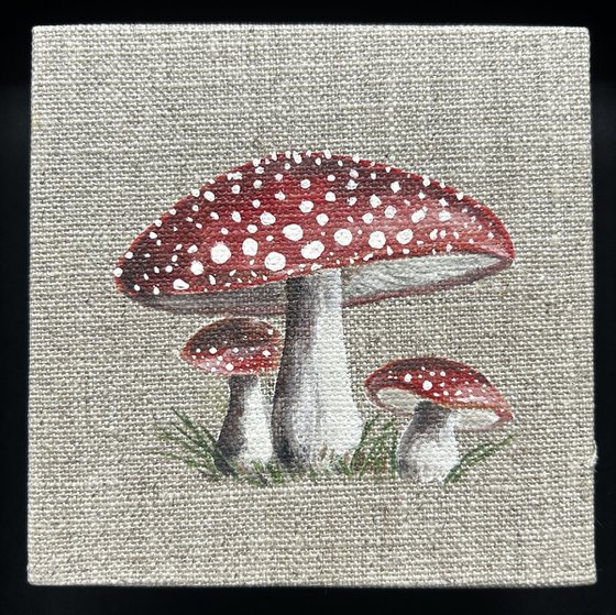 Amanita Muscaria