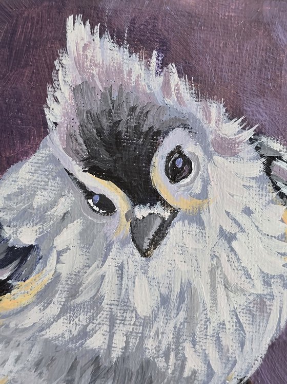 "Tufted Titmouse"