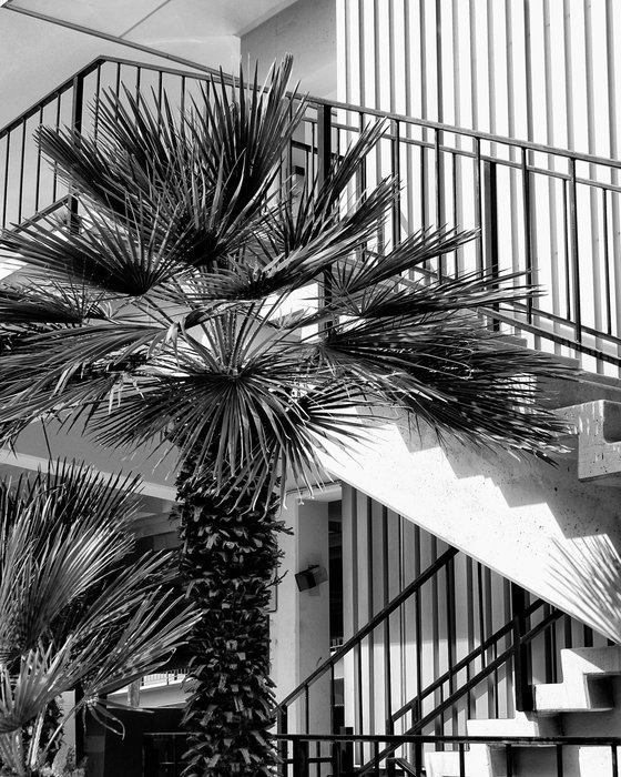 STAIRS OF PALM SPRINGS