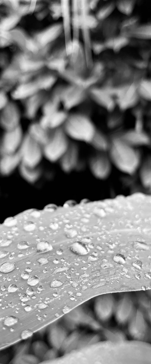 NT#183 nature #7 by Mattia Paoli
