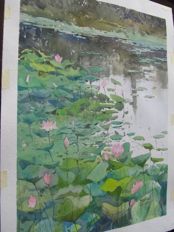 Lotus pond