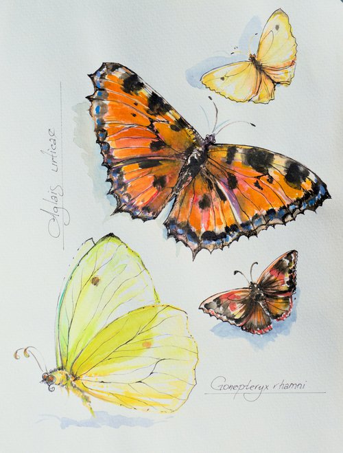 Butterflies by Eve Mazur