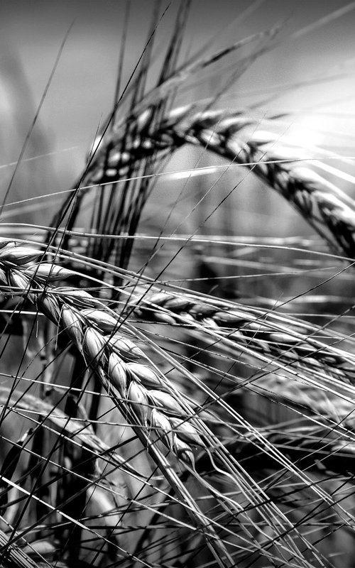 Wheat by Martin  Fry