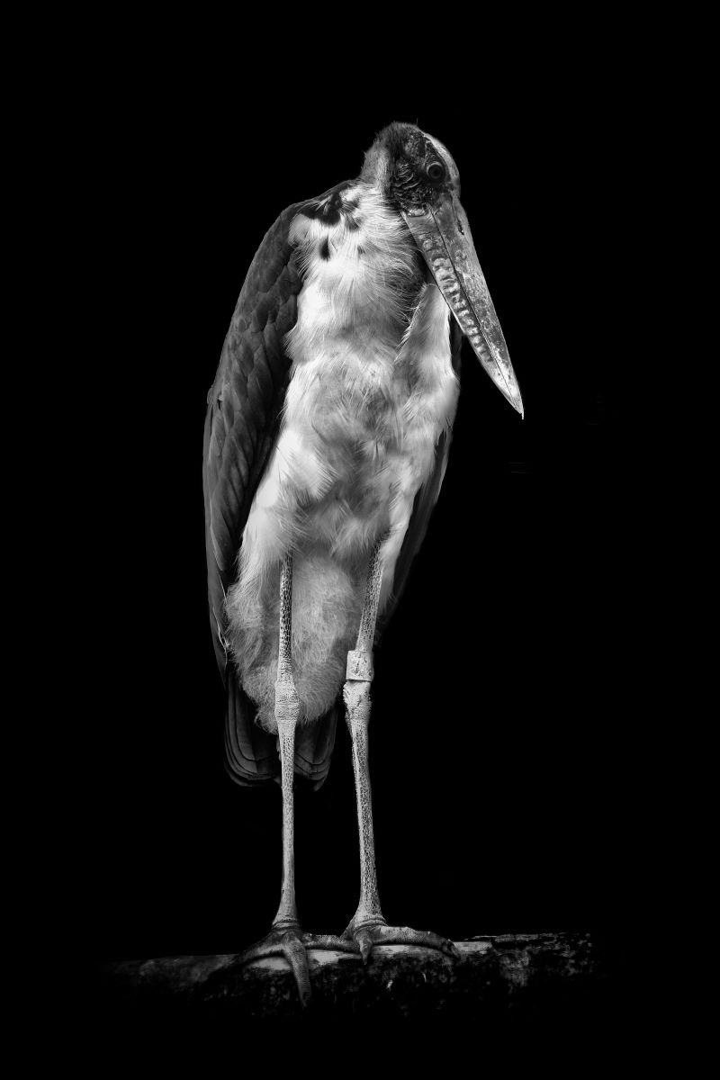 Photorealistic Photograph , Marabou Stork By Paul Nash, 16 X 24, Artwork For Sale On Artfinder