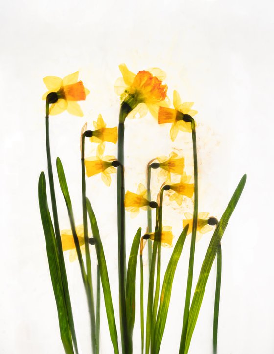 Daffodills 4