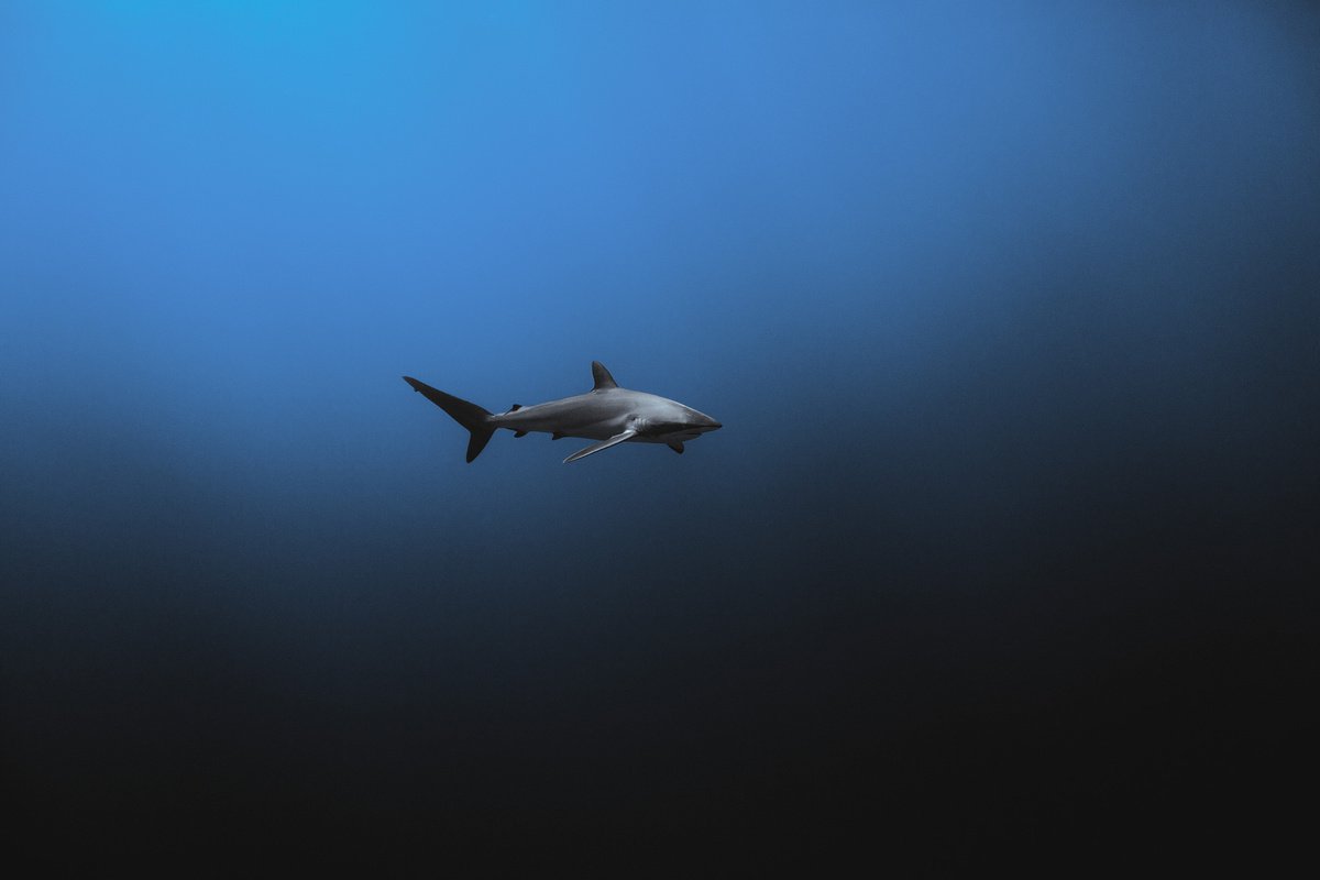 Silky Shark by 27MM