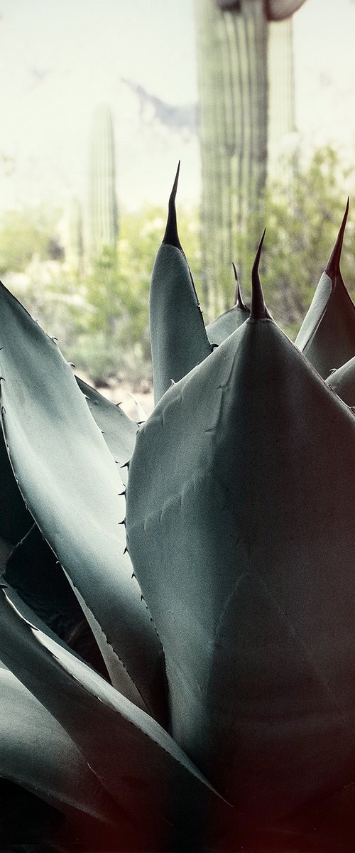 Agave, Az by Heike Bohnstengel