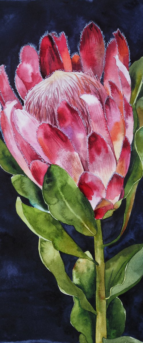 Protea on darkness light by Delnara El
