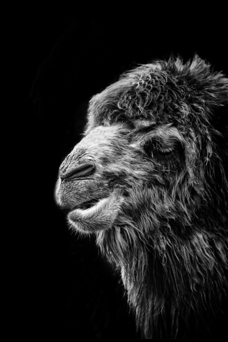 Photorealistic Photograph , Bactrian Camel By Paul Nash, 16 X 24, Artwork For Sale On Artfinder
