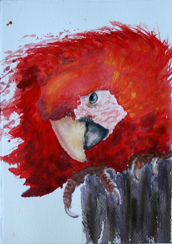 Macaw  / Original Painting