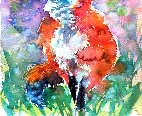 Spring is in the air - red fox