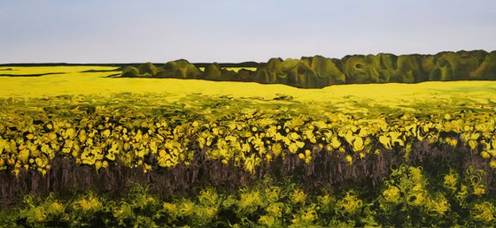 "Golden Canola Field"