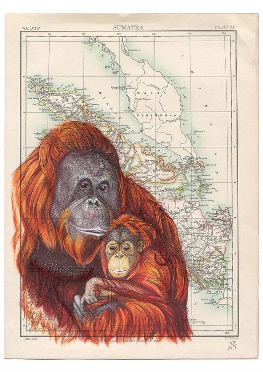 Sumatran Orangutan