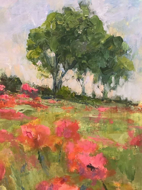 Poppies