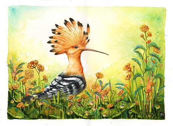Hoopoe