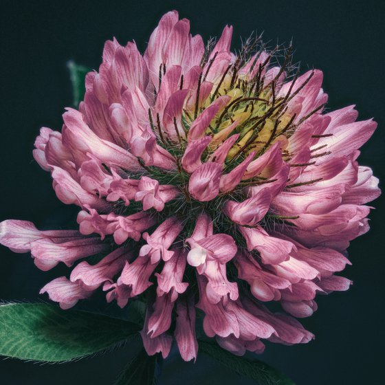 CLOVER - studio edition