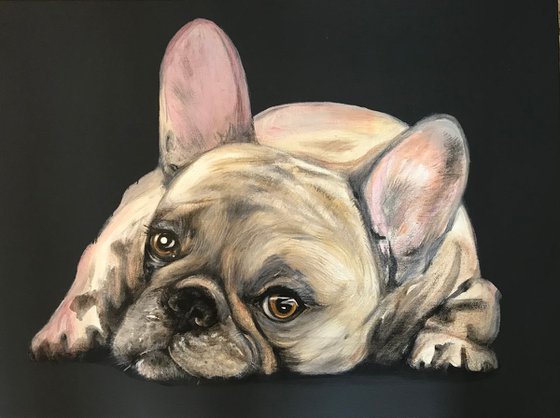 French Bulldog on grey
