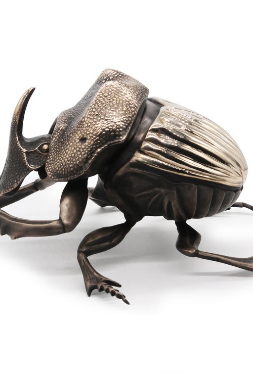 Dung Beetle Solitary by Martin Pierce