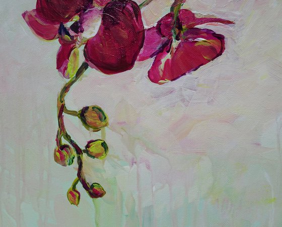 Pink Orchid