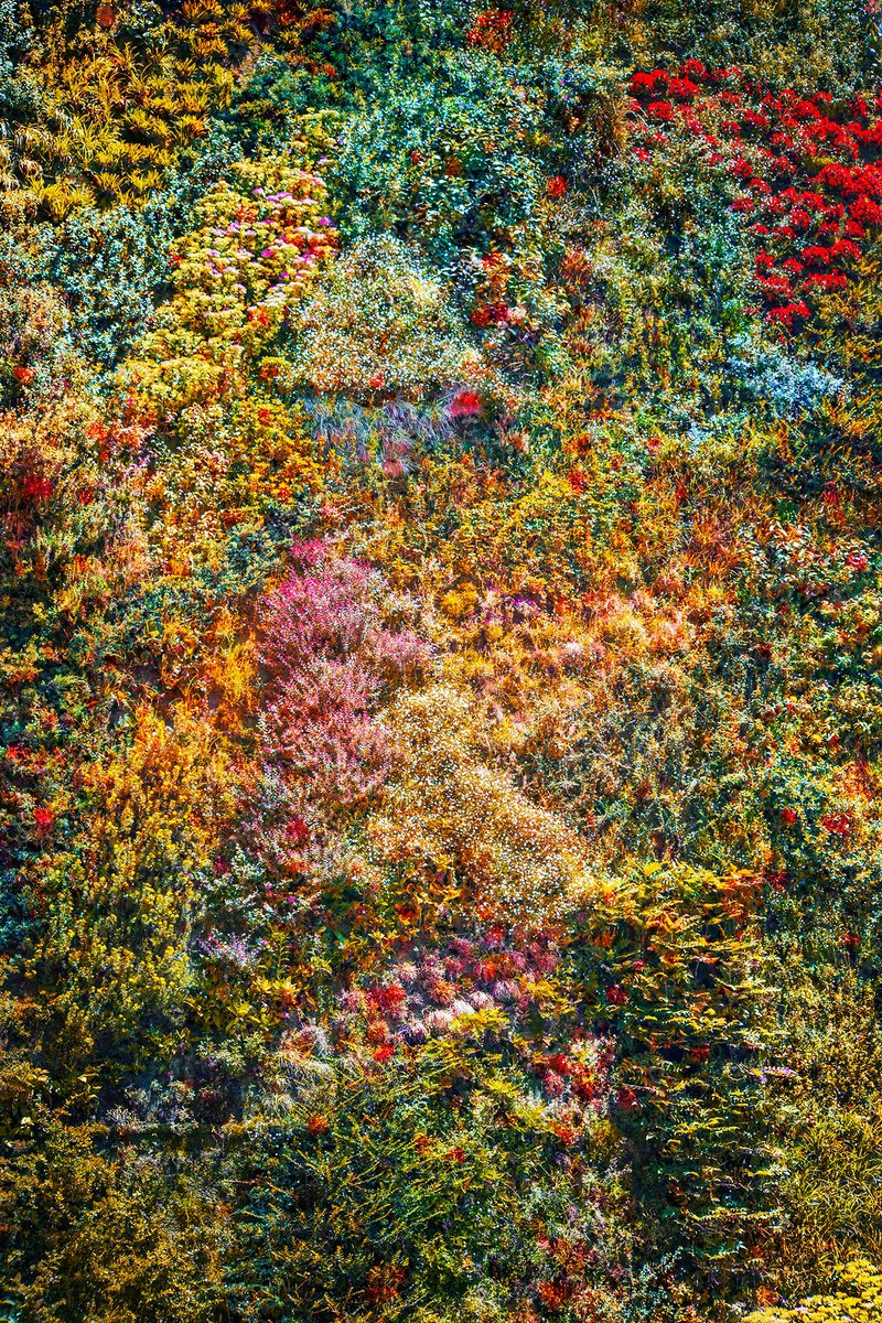 Impressionistic Photograph , Wall Of Nature I (Framed) By Viet Ha Tran, 24 X 32, Artwork For Sale On Artfinder