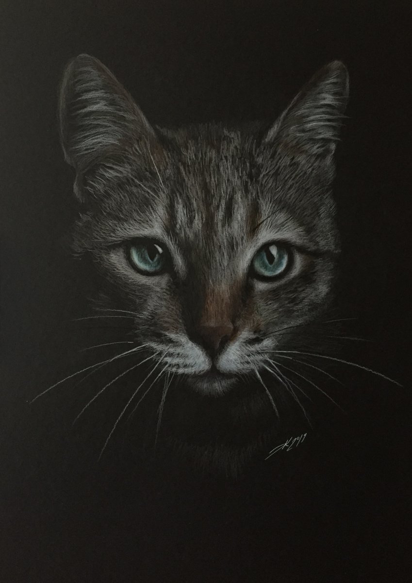 Gray cat by Evgen Karpenko