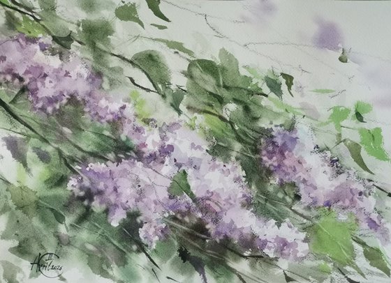 Wind in the lilac bushes
