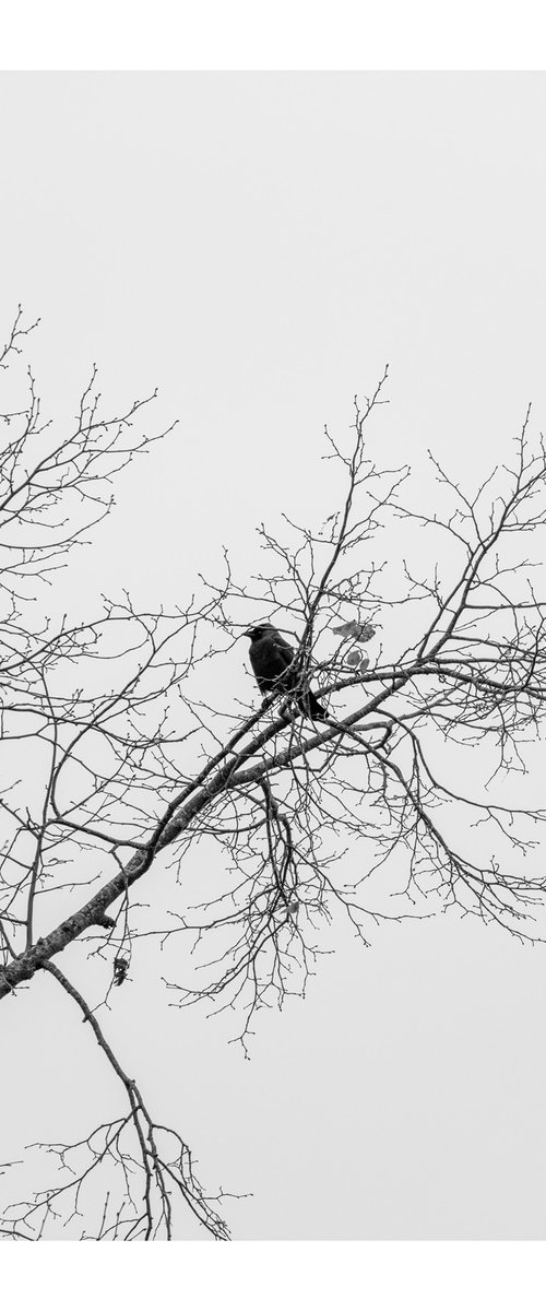 Jackdaws VI by David Baker