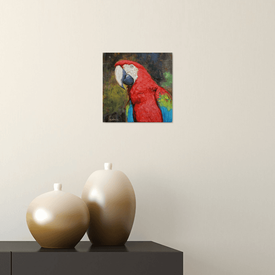 Scarlet macaw