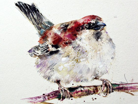 sparrow